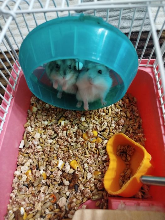 Хомячки джонгарики