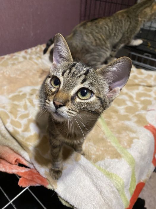 Дівчинка стерилізована в надійну родину