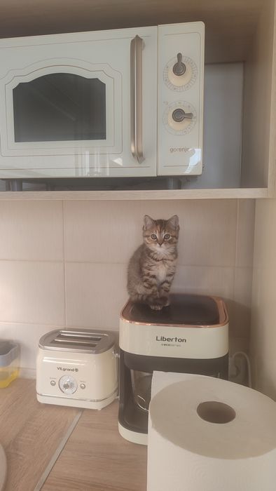 шотландский котенок