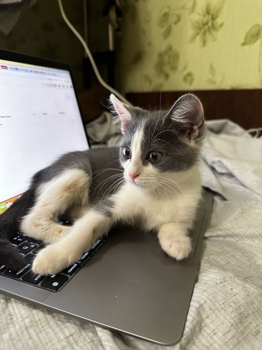котик кошеня киця кішка безкоштовно