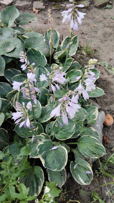 Растения для сада