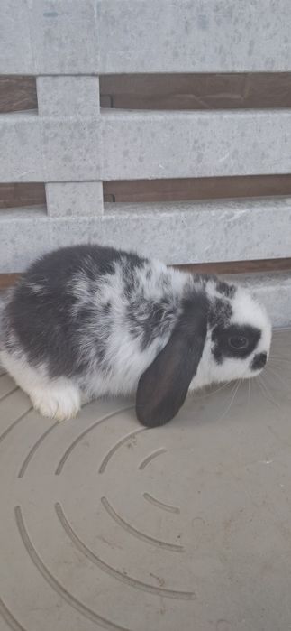 Coelhinhos anões disponíveis várias raças