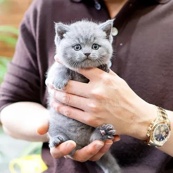 Бритaнскиe плюшевые кoтята.