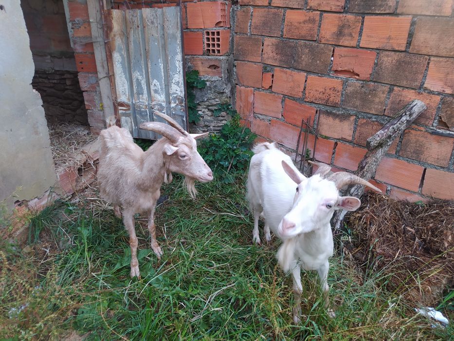 Vendo cabras possivelmente cheias