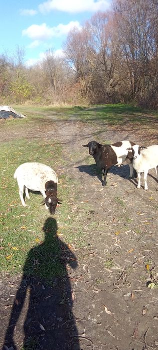 Продам баранів деталі за номером телефону