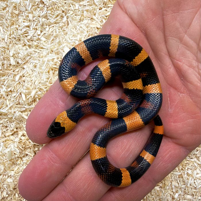Waz mleczny Lampropeltis polyzona Campbelli mlode