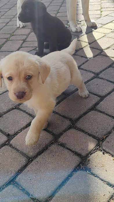 labrador szczeniak