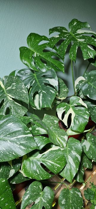 Монстера Тайське сузір'я