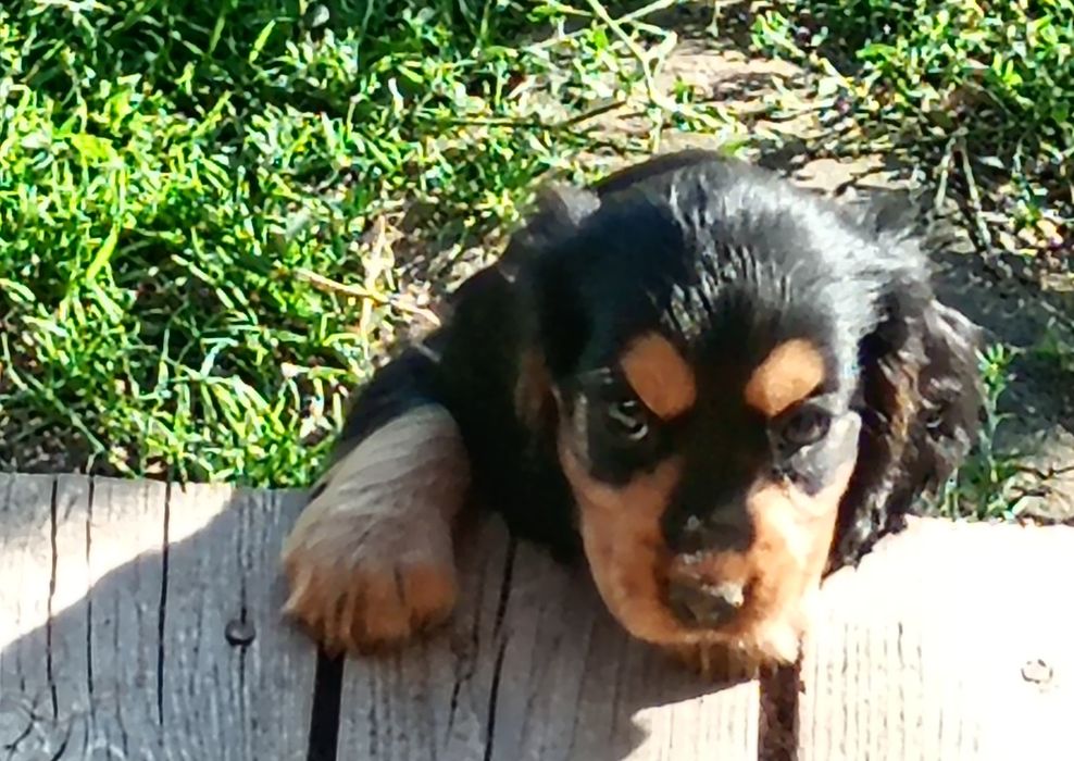 Suczka Cocker Spaniel