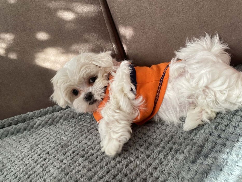 Sprzedam śliczne mini Maltańczyki