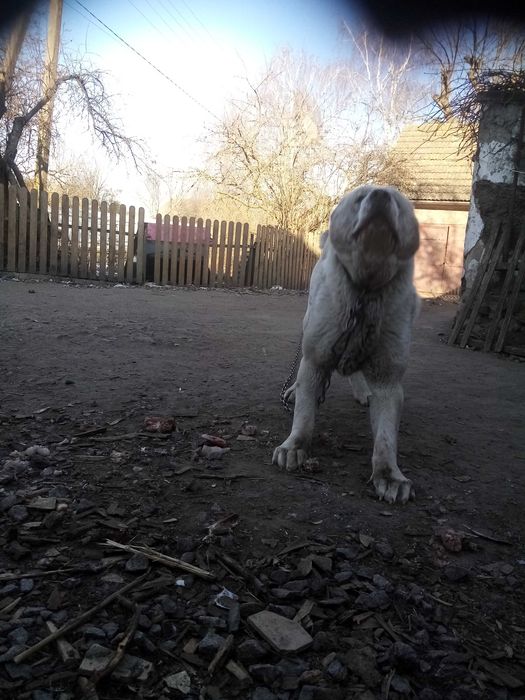 Цуцинята алабая елементні. Вязка