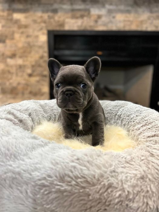 Чудова красуня дівчинка французький бульдог