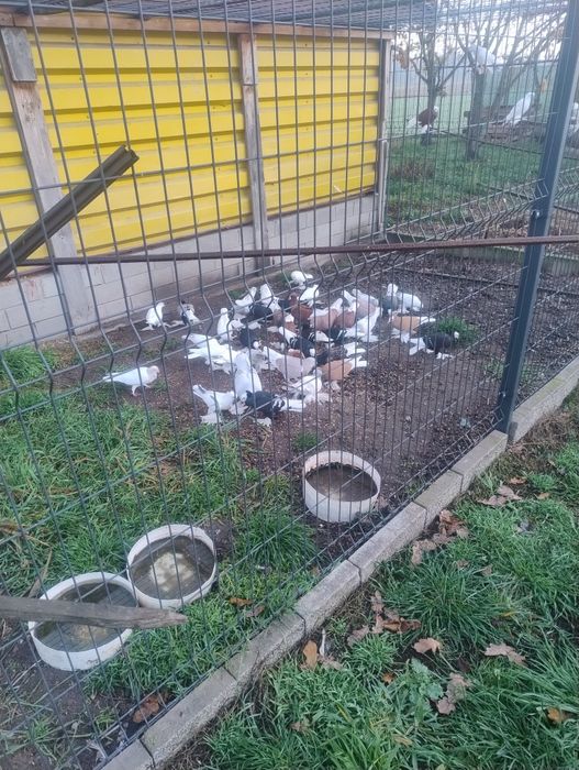 Gołębie ozdobne mnichy