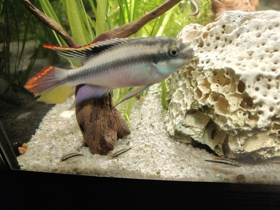 Barwniak czerwonobrzuchy