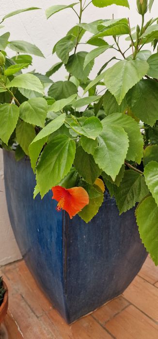 Planta de Hibisco (sem vaso)