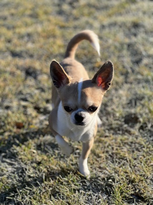 Шукаємо дівчинку для Вязки Чіхуа-хуа