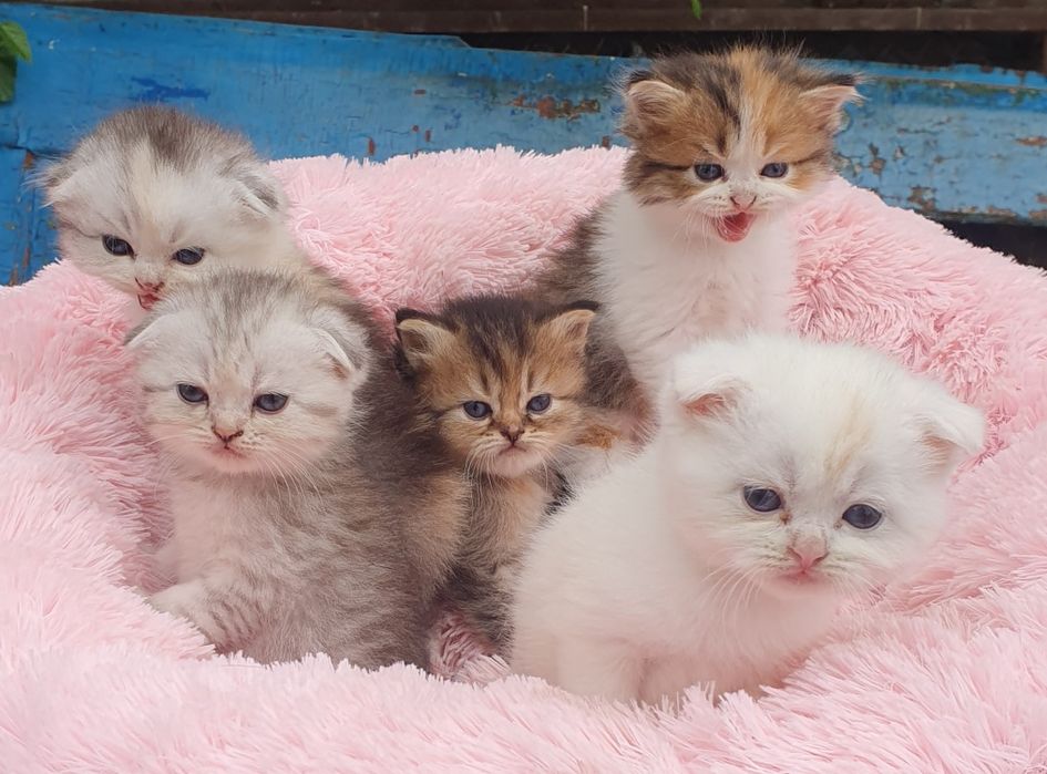 Кошечки Шотланцы прямоушки и вислоушки