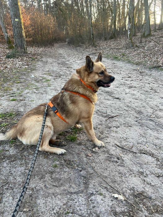 Mailo typ AKITA 29kg 5lat