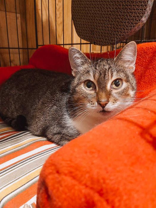 Ok 6 letnia Trzykrotka – wciąż czeka na swój szczęśliwy finał