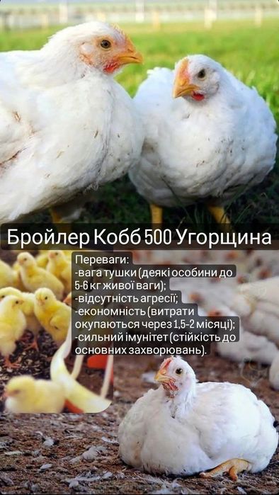 Бройлер КОББ 500 Угорщина