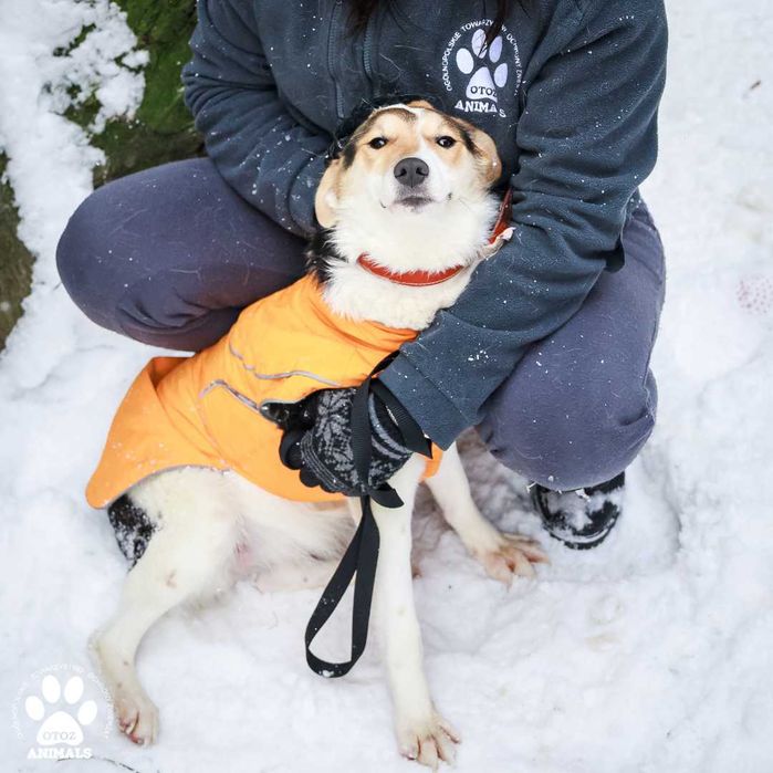 Kochana sunia Molly do adopcji!