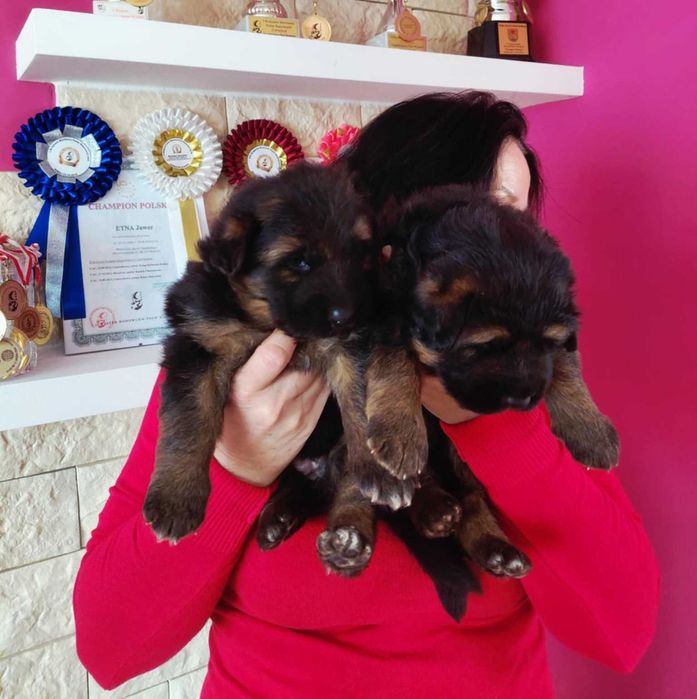 Owczarek Niemiecki Owczarki Niemieckie