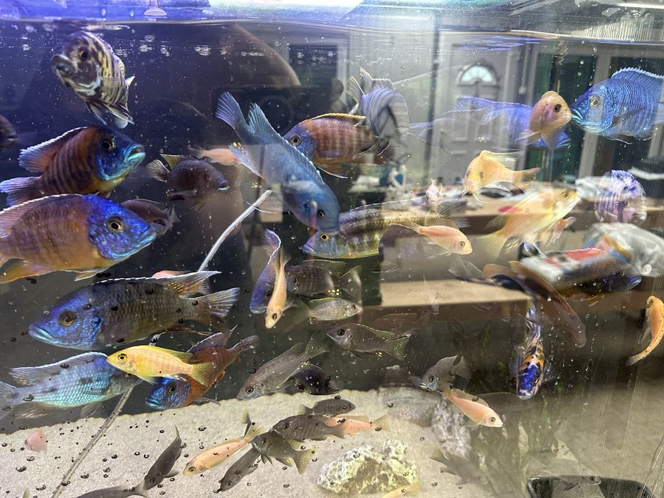 Aquario completo 150x70x50