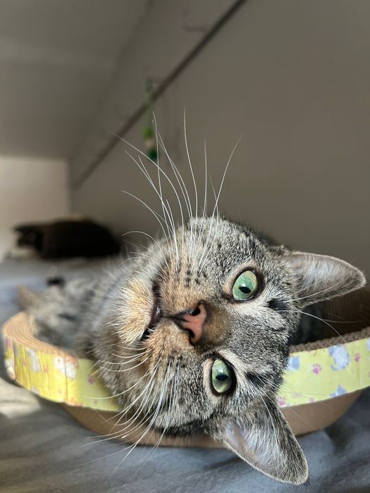 Piekne mlode kotki szukaja domu