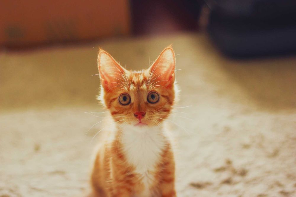 Grzech szuka domu! Fundacja "Stawiamy na Łapy"