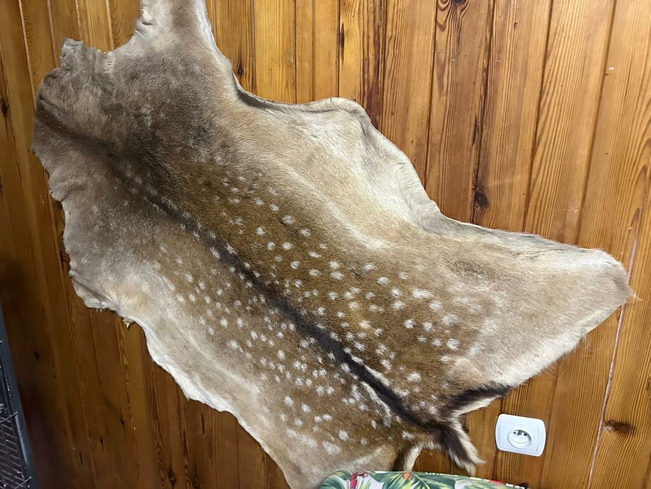 Rogi, skóry ,trofea myśliwskie