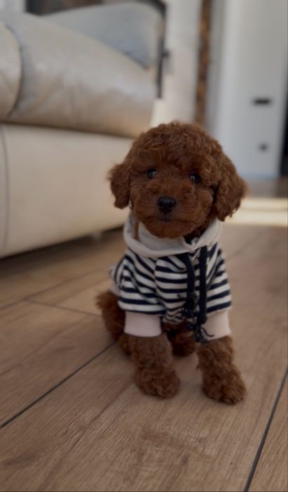 Poodle red brown
