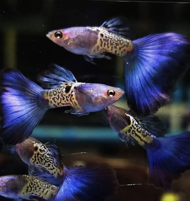 Guppy blue metal snake skin