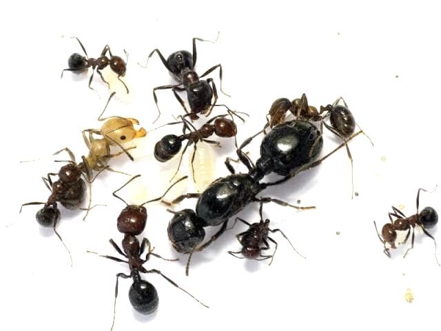 Муравей Messor muticus