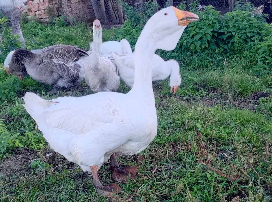 Гуси    Холмагори