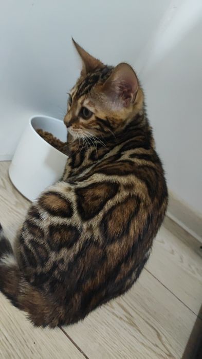 Бенгальський клубний хлопчик Документи