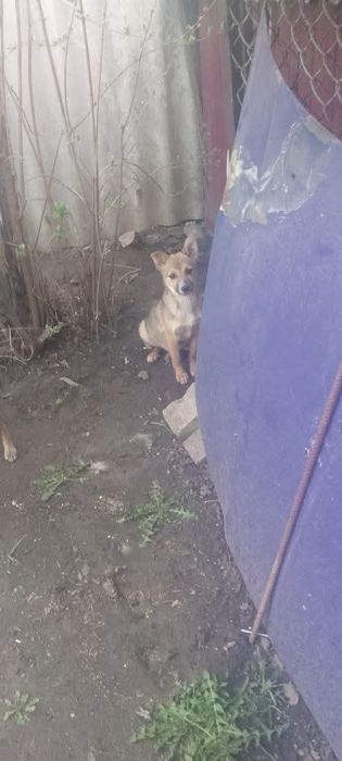 Собачки  в хорошие руки