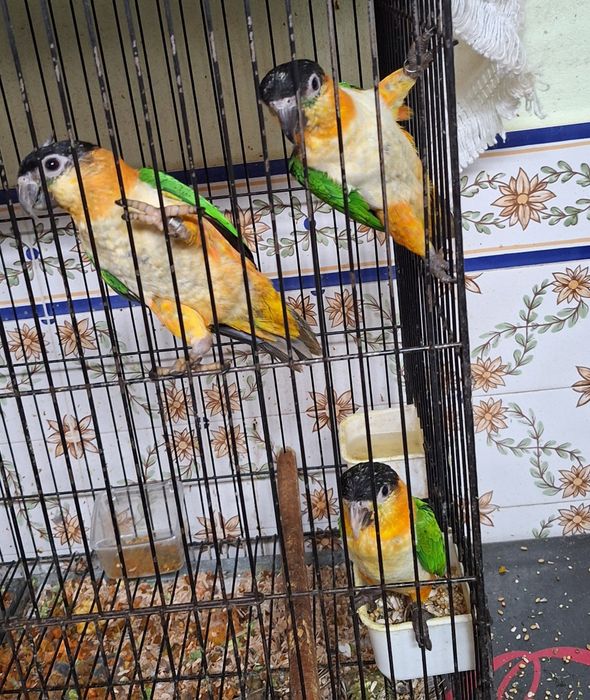 Marianinhas cabeça preta