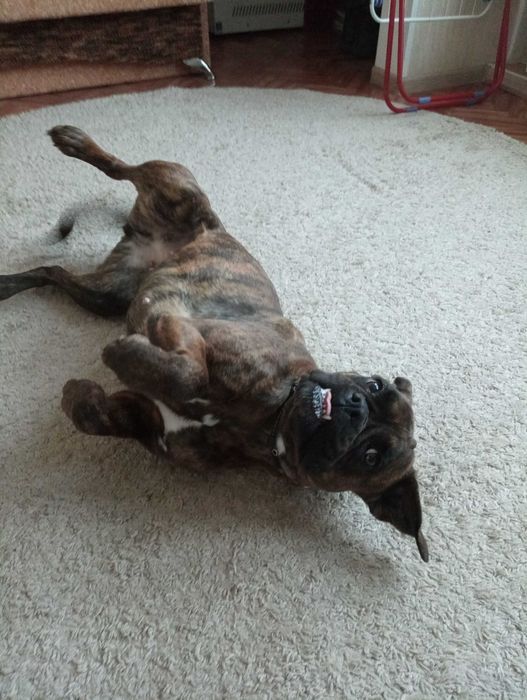 В'язка породи боксер