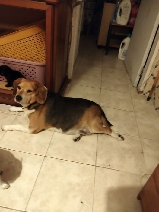 Cão com seis anos para adopção