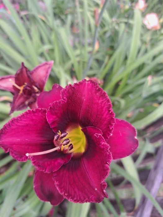 Liliowce sadzonki