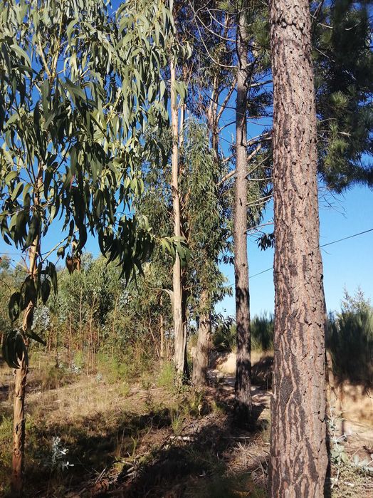 Terreno florestal com boa localização em Nelas