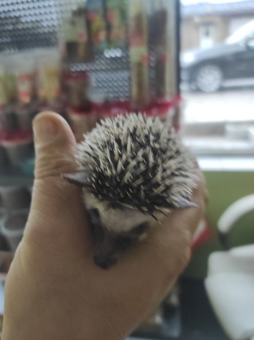 Jeż pigmejski młodziutkie maluszki