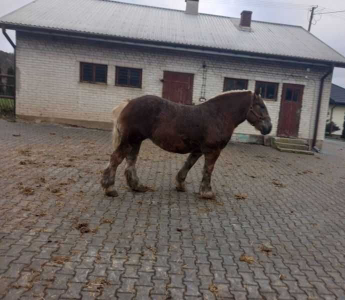 Klacz księga główna zmieni stajnię