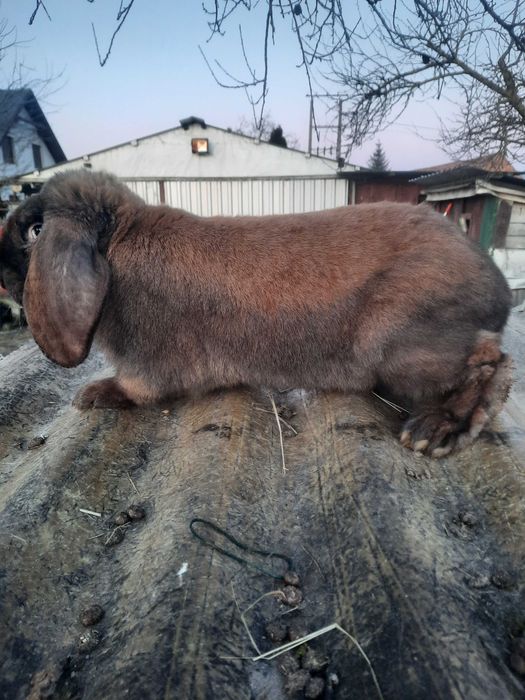 Samce barana francuskiego