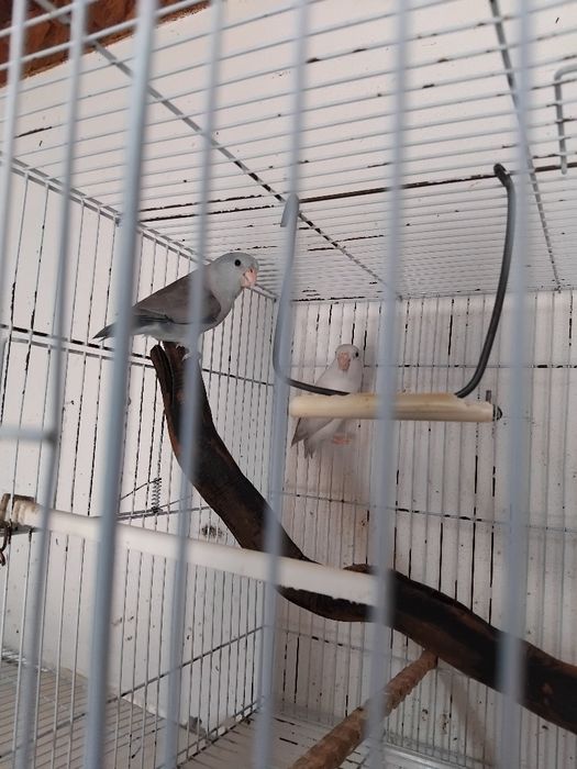 Vendo casal de forpus