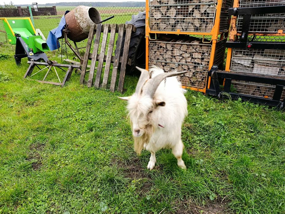 Kozioł karpacki, cap