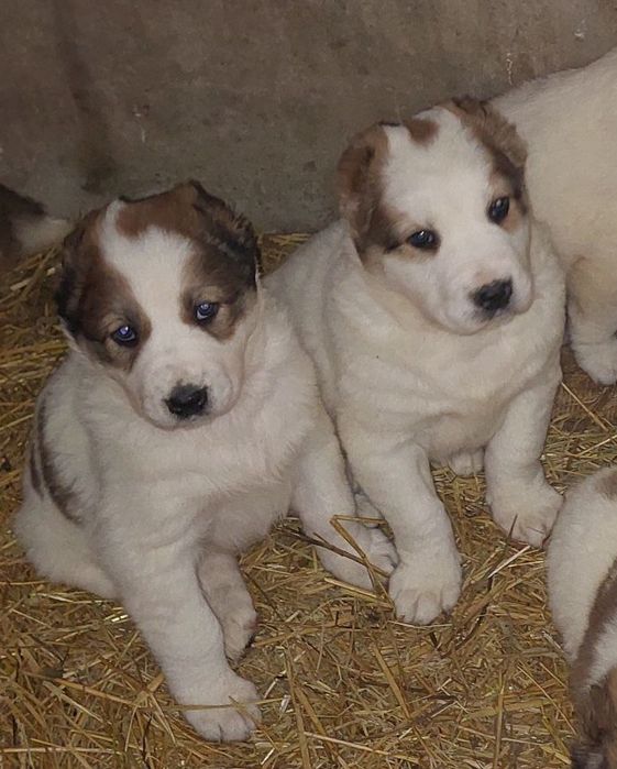 Продаються чистокровні цуценята САО