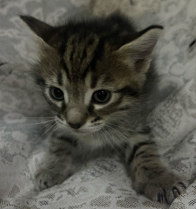 Котики 1 міс.  Відам