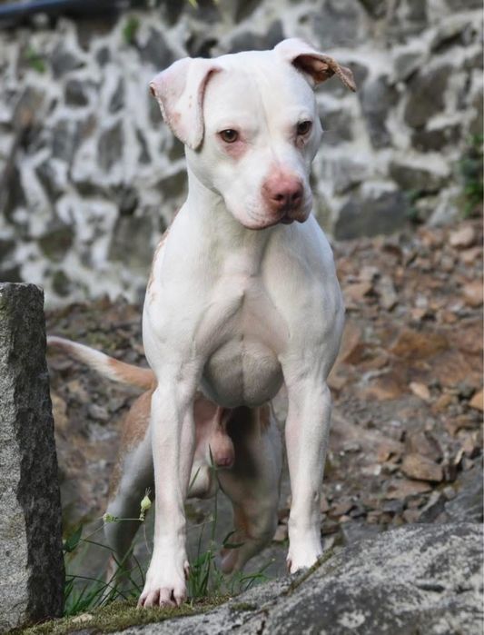 Імпортний пес з Італії розплідник Skyline