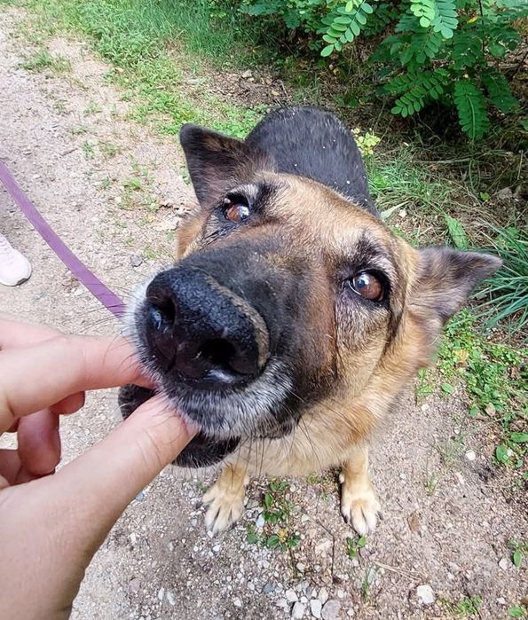 Energiczna seniorka Kobra szuka domu!